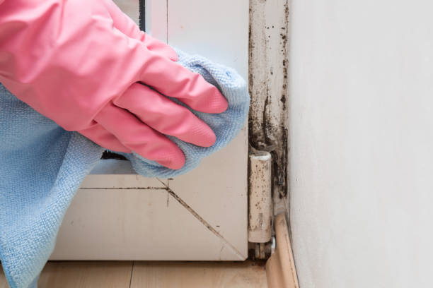 Mold Testing and Removal in North Utica, IL