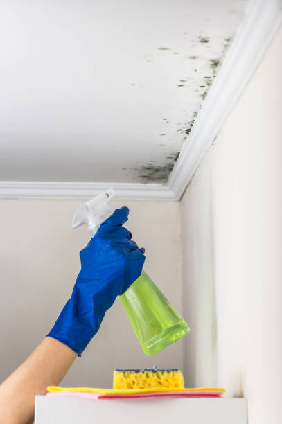 Professional Mold Removal in North Utica, IL